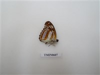 藏品(蛺蝶)的圖片